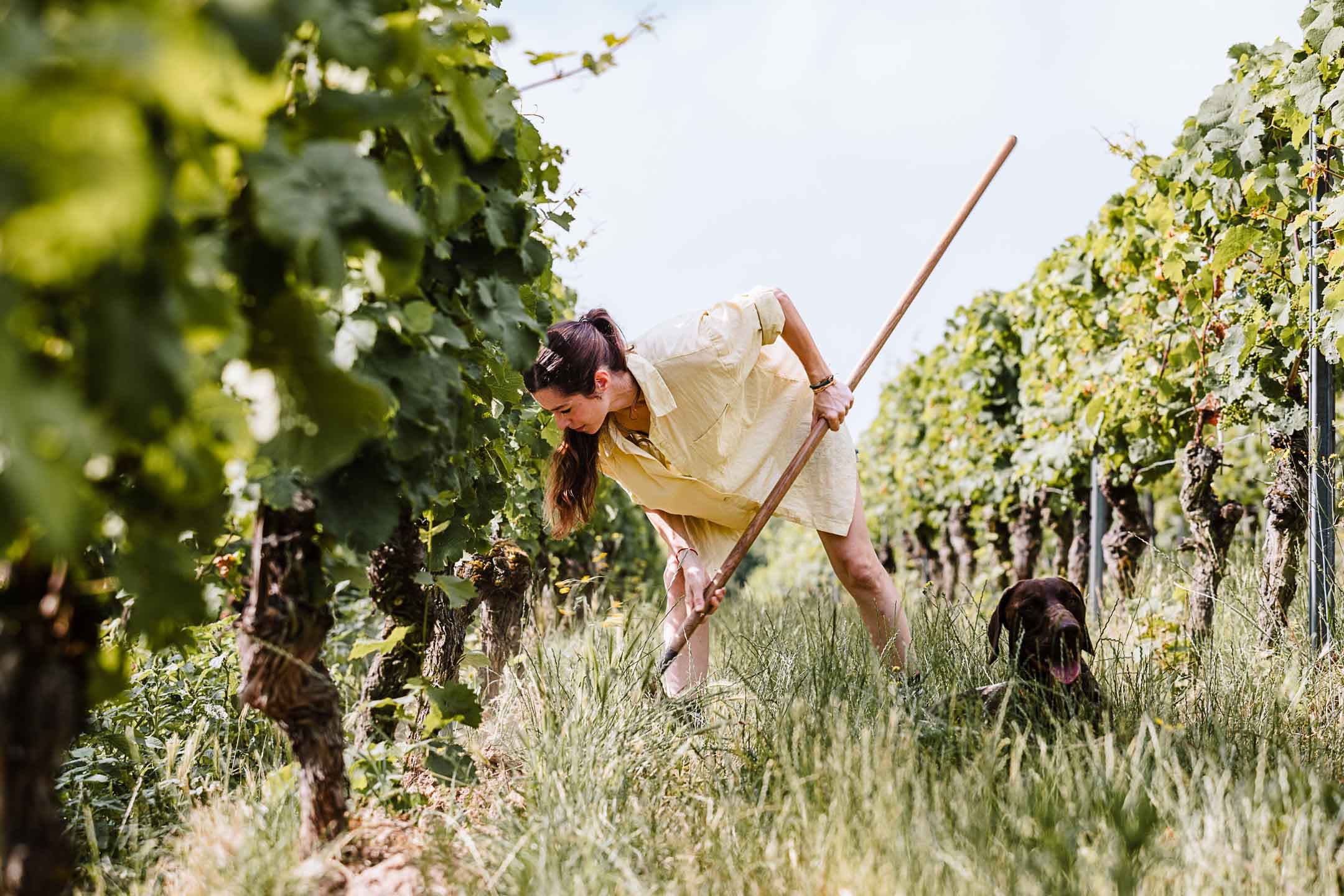 Chăm sóc vườn nho của điền trang Rappenhof tại Rheinhessen