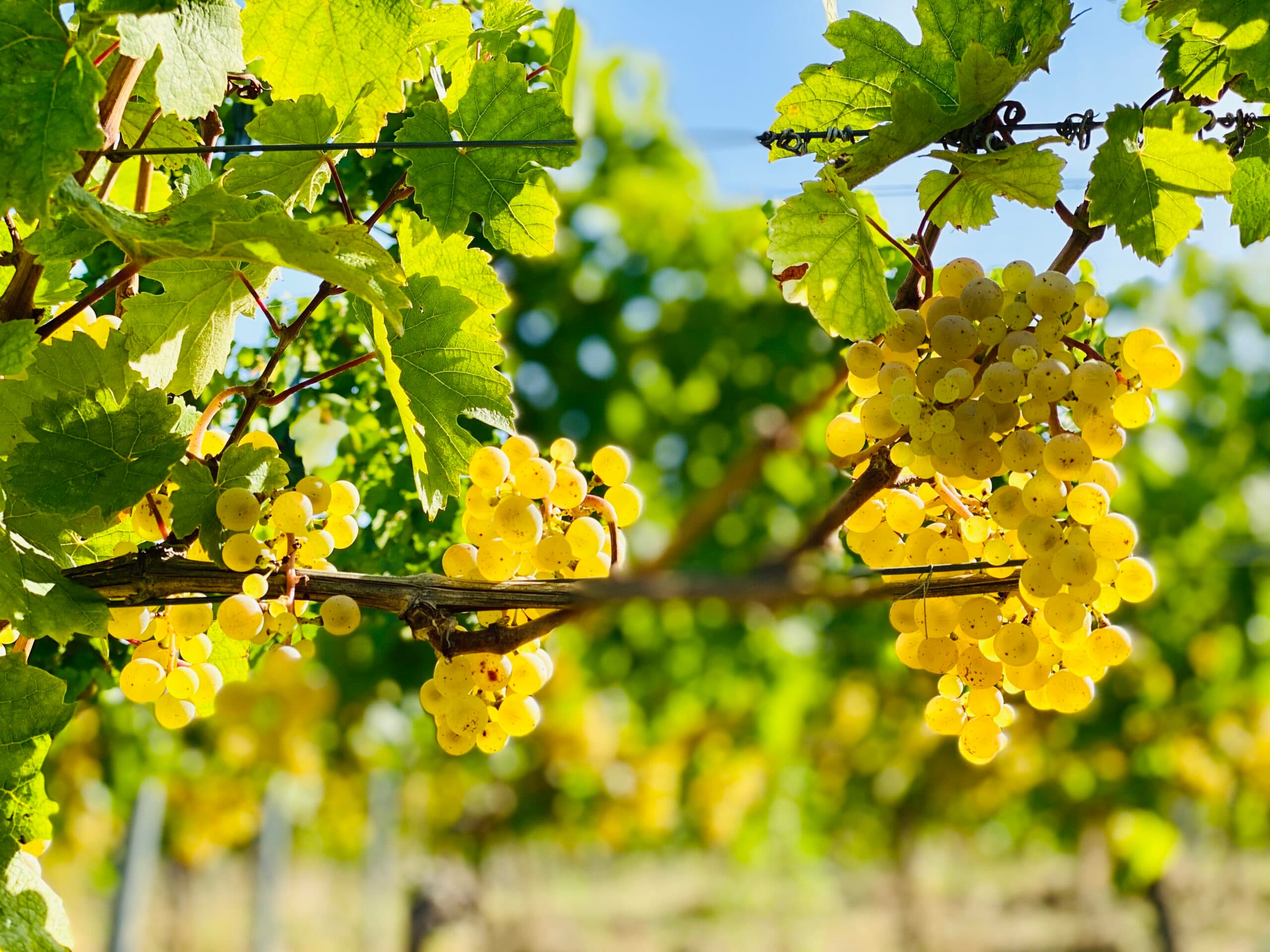 Chùm nho Riesling tại vườn nho Thörle ở Rheinhessen