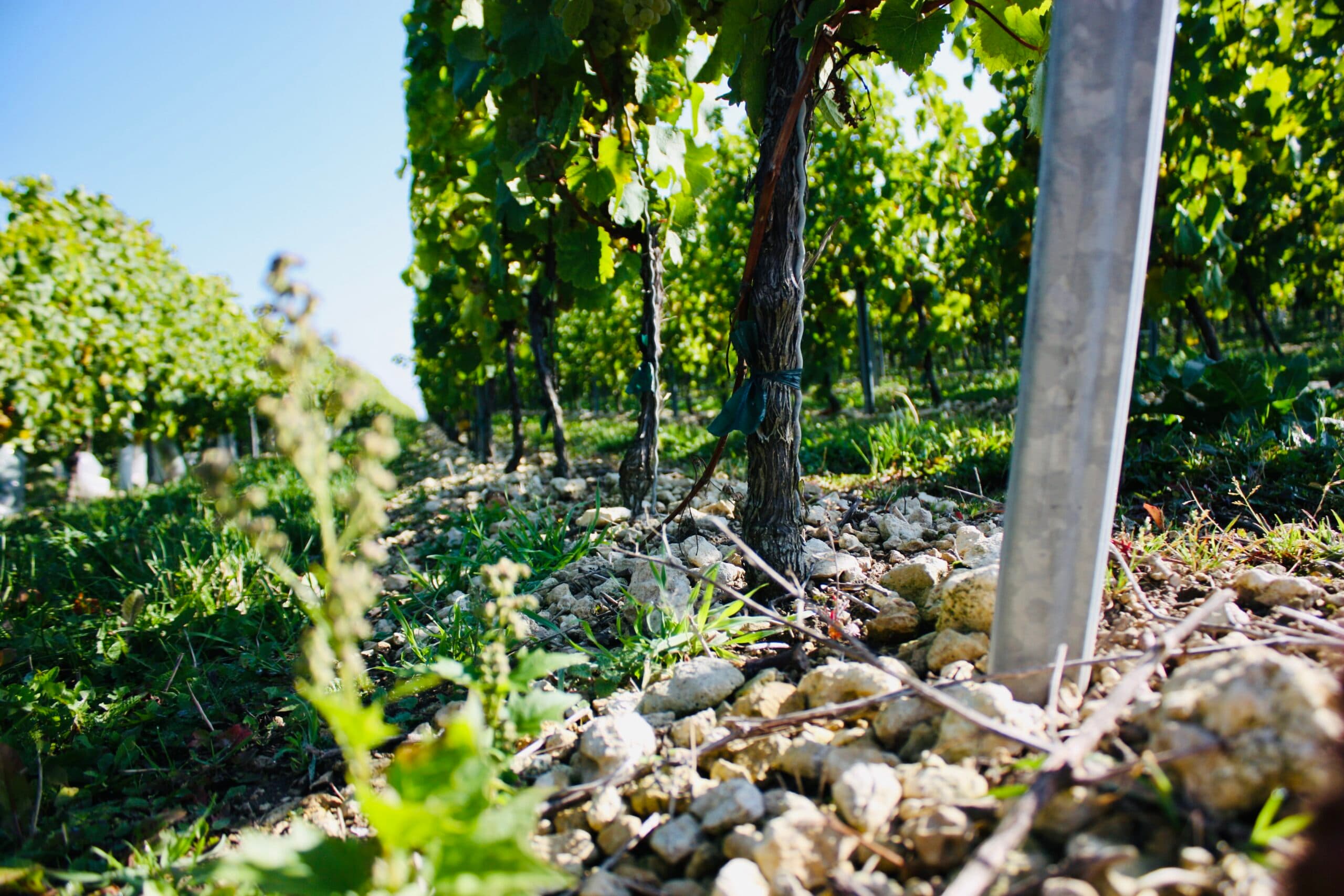 Vườn nho của điền trang Thörle trên những ngọn đồi Rheinhessen